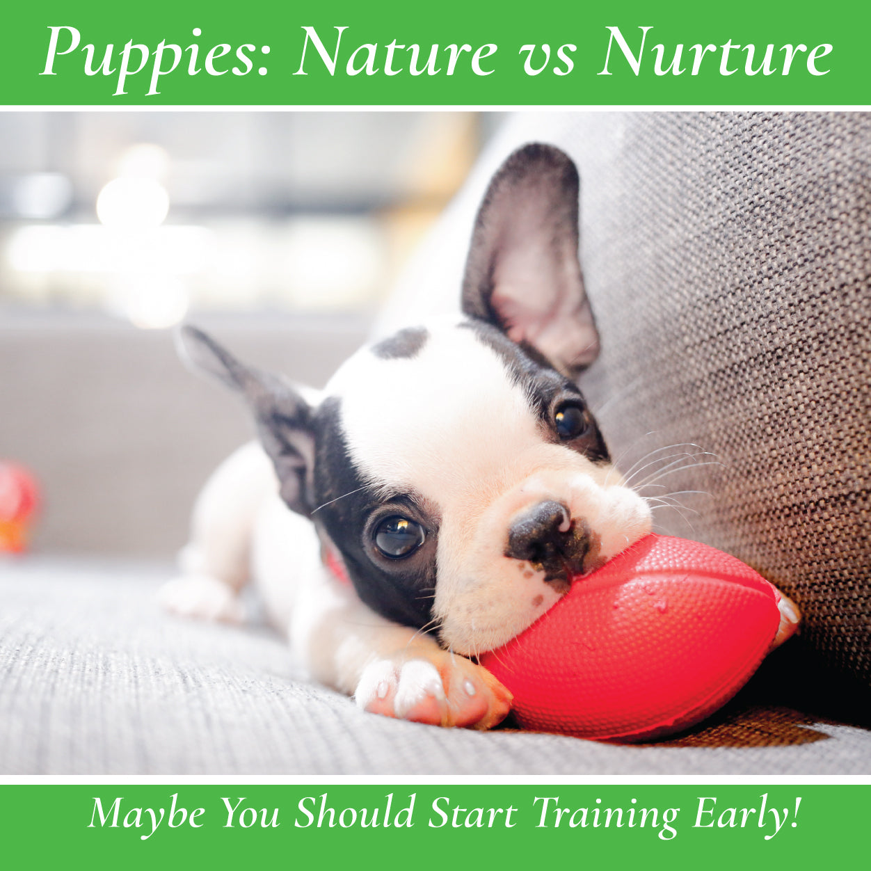 Should you start dog training as a puppy? – Canine Styles