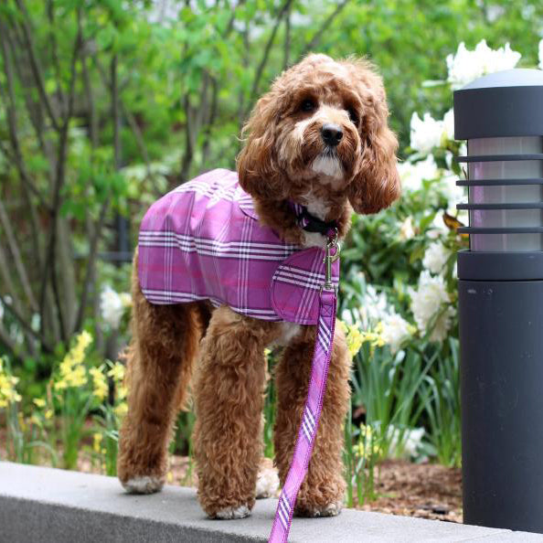 Hgtv.com Names Canine Styles Clothing The Most Stylish Dog Clothing for Spring!