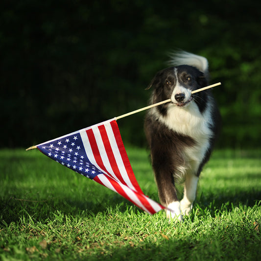 Fourth of July Weekend with Your Dog: Tips and Festive Ideas