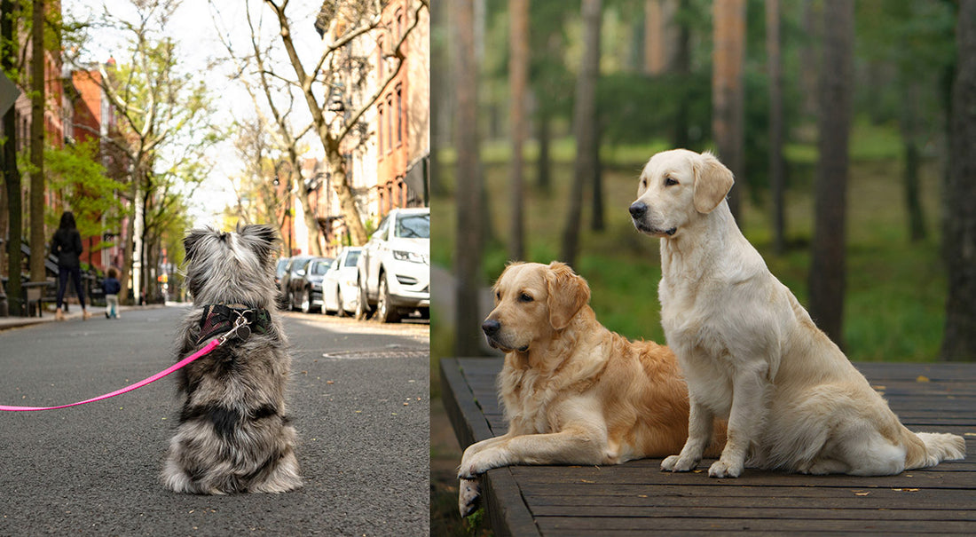 Choosing the Right Dog for Your Environment:  City vs. Suburban Dwellers