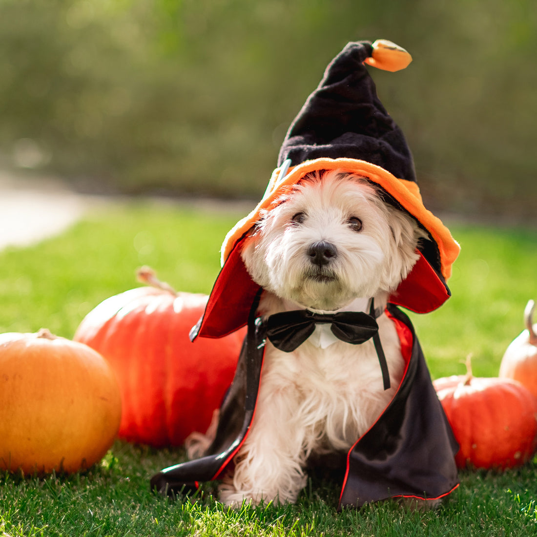 5 Tips for a Fun and Safe Dog-Friendly Halloween