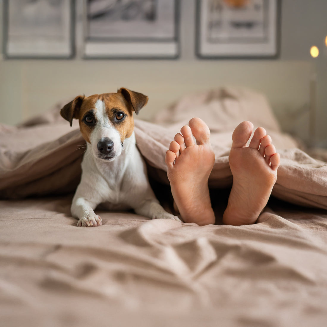 Is Sleeping with My Dog a Good Idea? The Pros, Cons, and Science Behind It