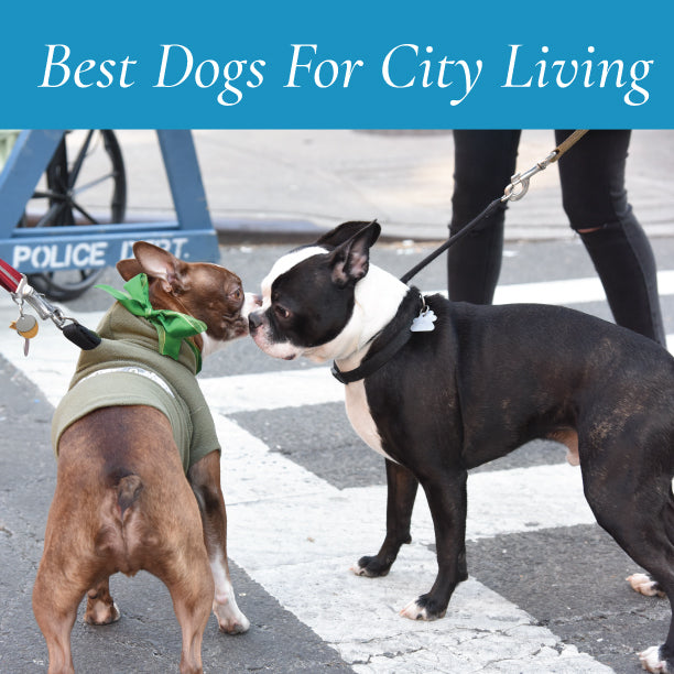 Best dogs deals for urban living