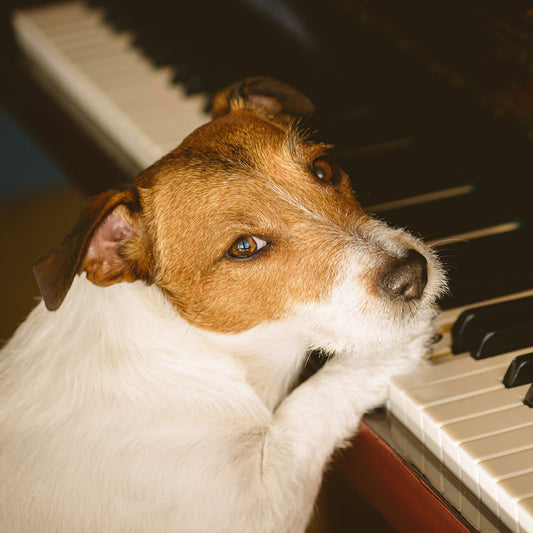 The Impact of Music on Dogs: An In-Depth Exploration