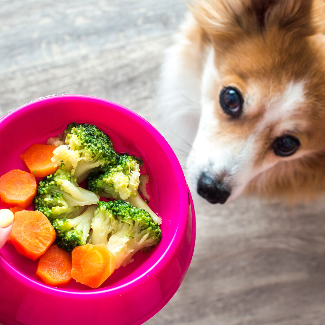 Can I Feed My Dog Human Food? A Guide to What’s Safe and What’s Not