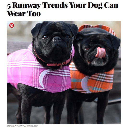 InStyle Shares 5 Runway Trends Your Dog Can Wear Too