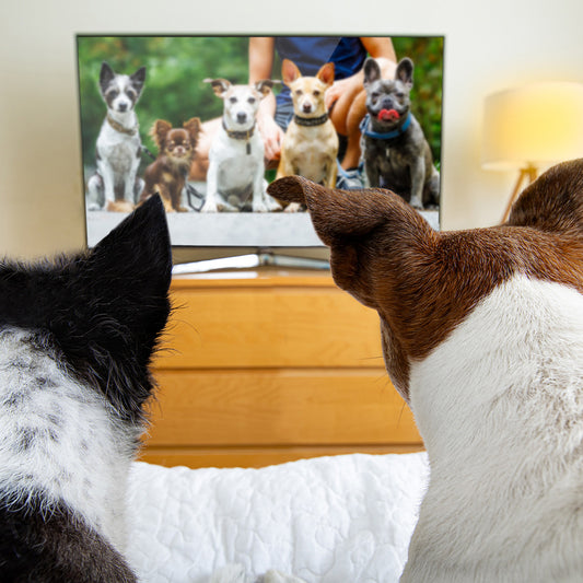 Movies for Dog Lovers