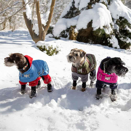 New Year, New Style: Winter Care Guide for Your Luxury Pup