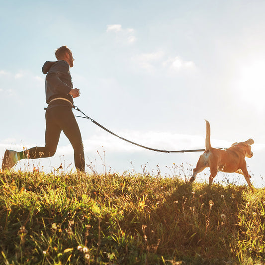 Preparing Your Dog for Warmer Weather: Tips for a Happy, Healthy Summer