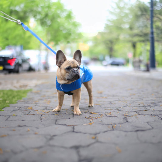 Are Dog Raincoats Worth It?