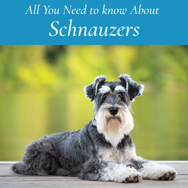 All You Need to Know About Schnauzers. – Canine Styles