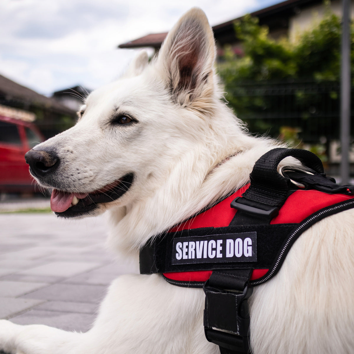 From Guide Dogs to Medical Alert Dogs: Exploring the Types of Service ...