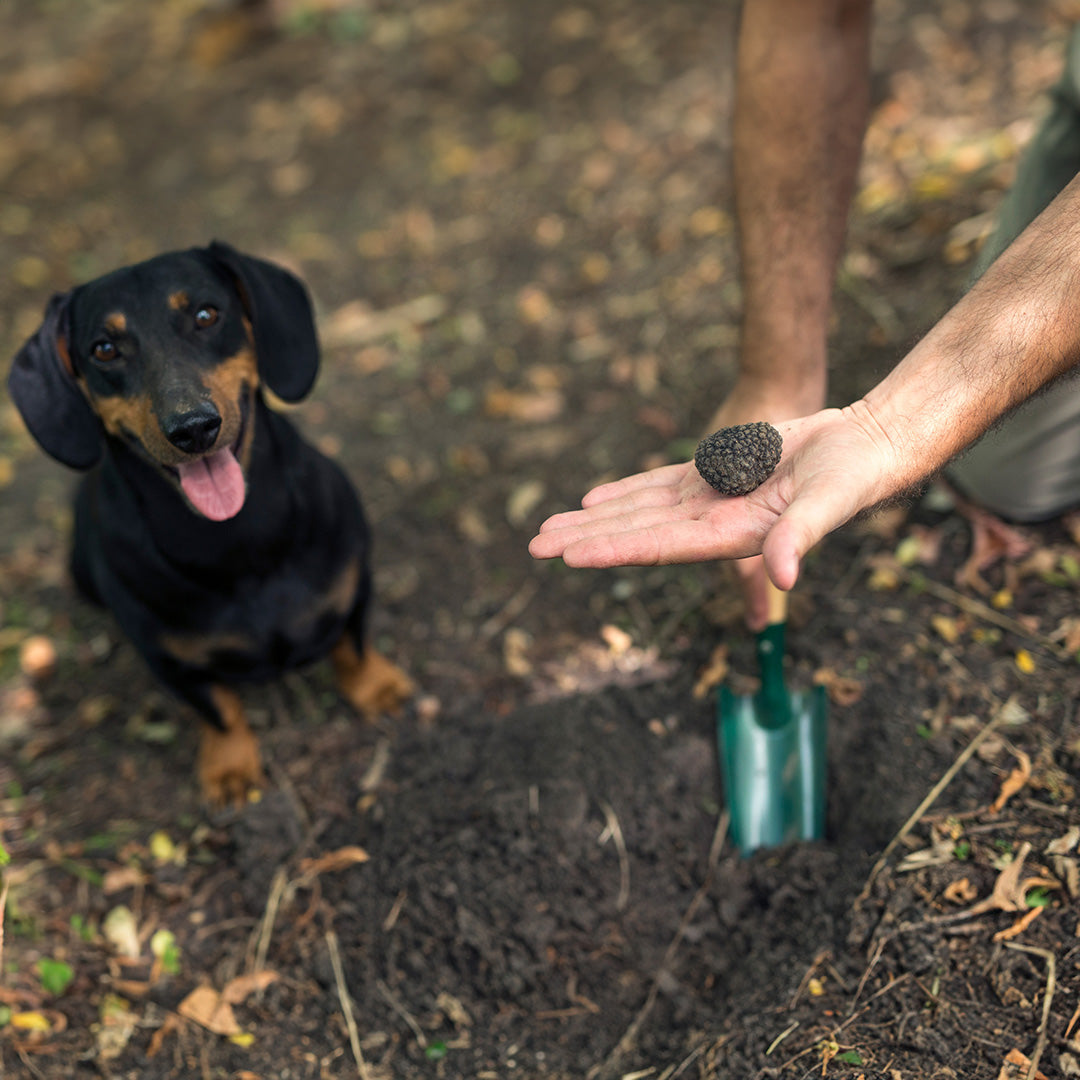 Unusual Canine Careers: From Truffle Hunters to Conservation Heroes