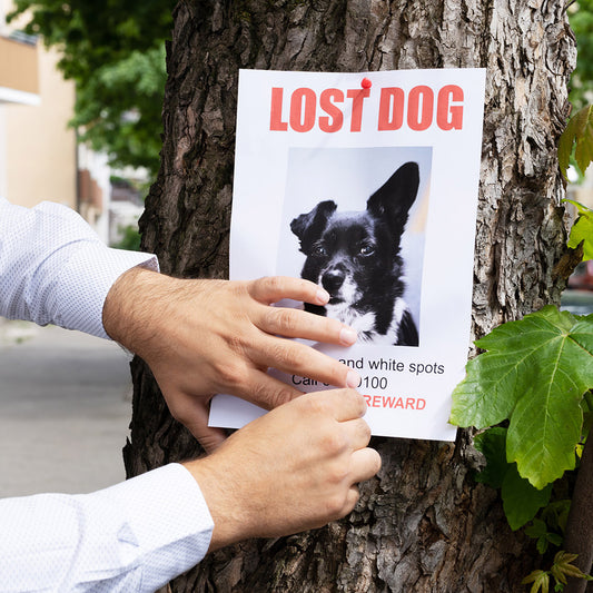 What to Do If Your Dog Goes Missing: A Comprehensive Guide