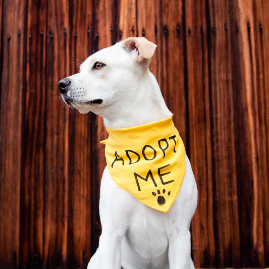 How to Select a Rescue Dog: Finding Your Perfect Canine Companion