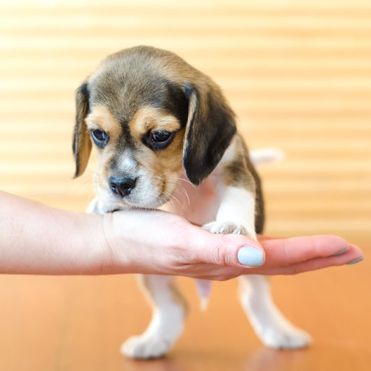 What Dog Treats Are Good for Puppies?