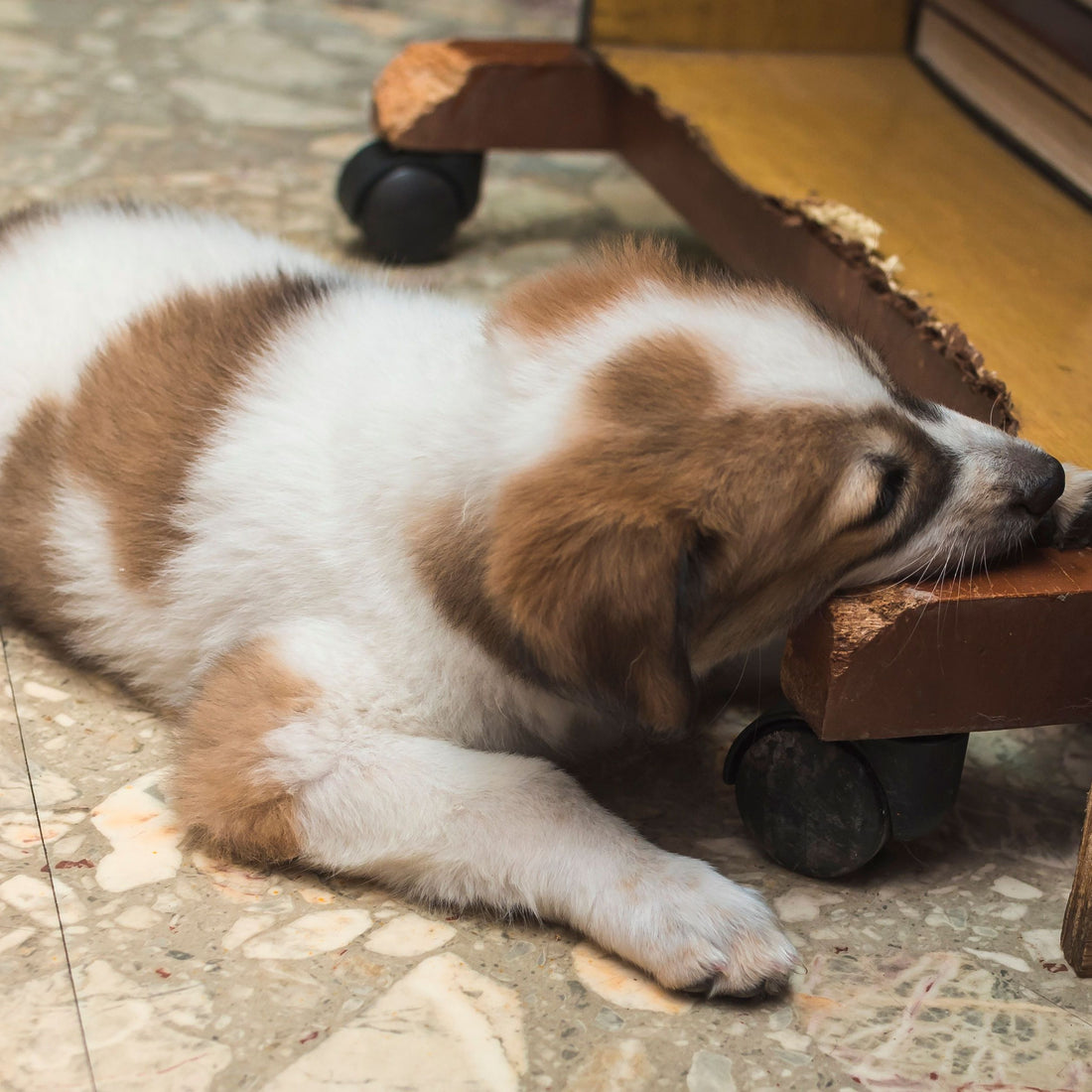 What to Look for in Dog Beds for Chewers