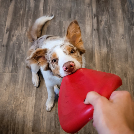 Dog Toys for Heavy Chewers, What You Need To Know