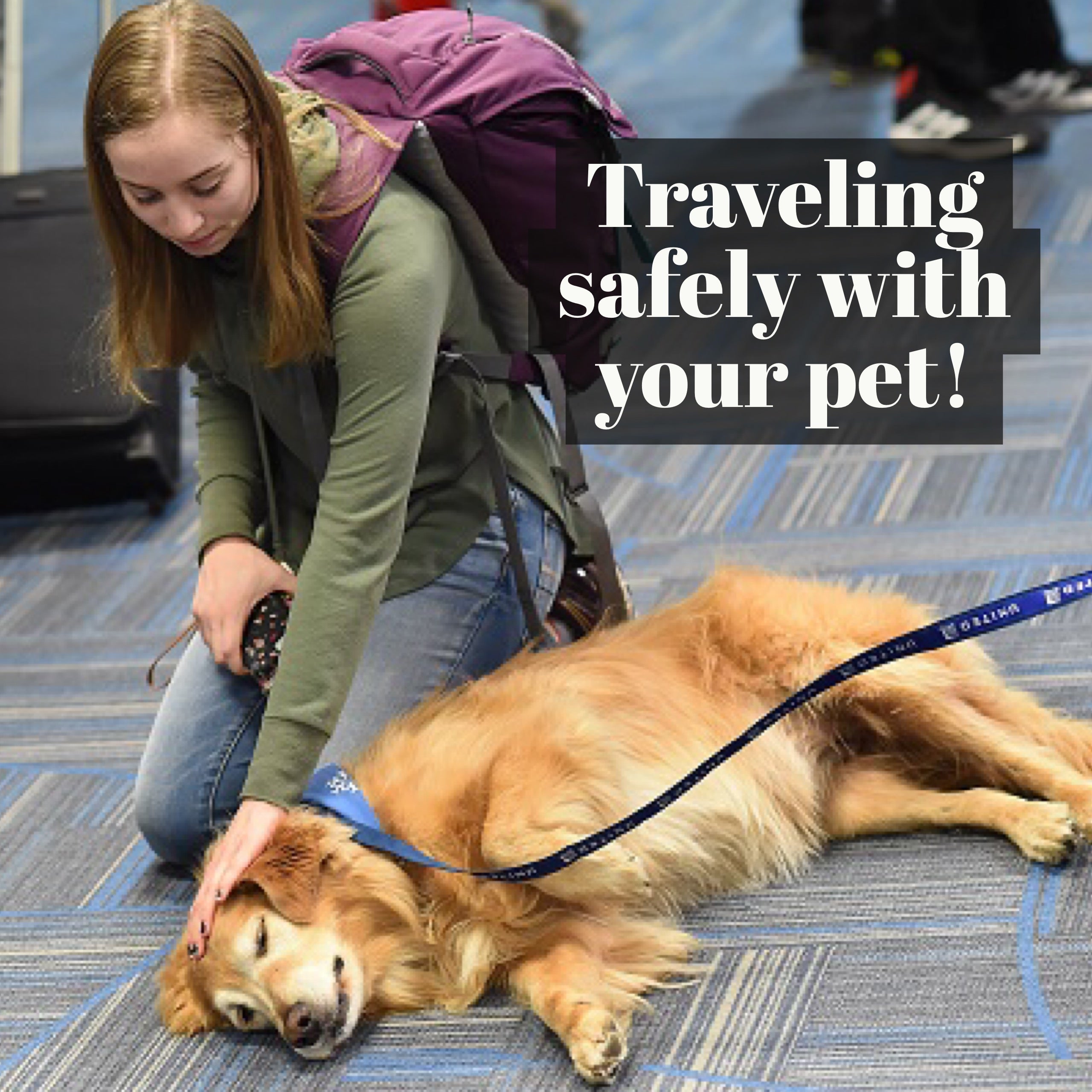 Travelling By Plane With Your Dog, 2019 Updated Safety Rules