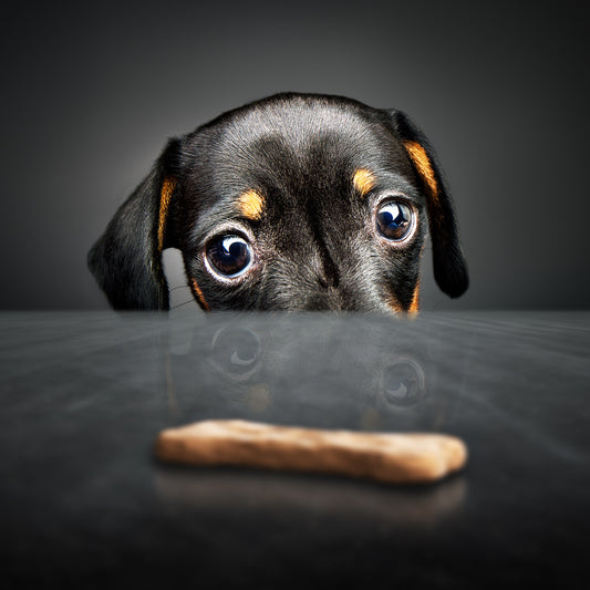 What Dog Treats Are Good for Puppies: A Comprehensive Guide