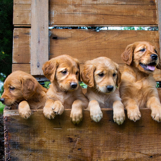 Embracing Puppy Love: Discover the Joy of Little Paws