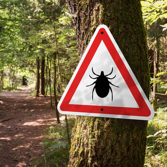 Tick-Borne Diseases in Dogs: Beyond Lyme Disease