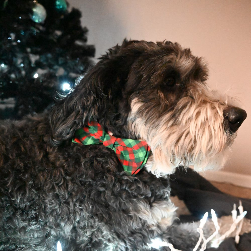 Christmas - Scottish Check  - Dog Bow tie