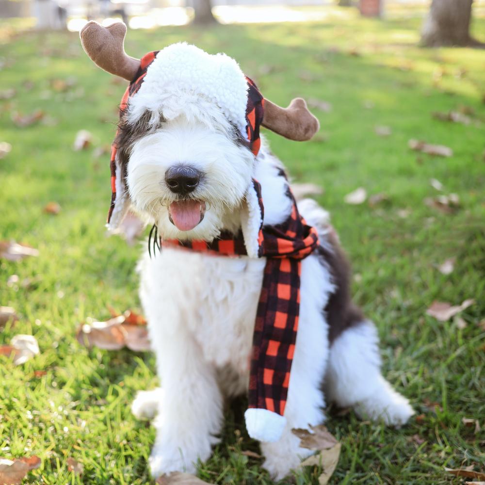 Buffalo Holiday Antler - Dog Headband - Holiday Dog Hat