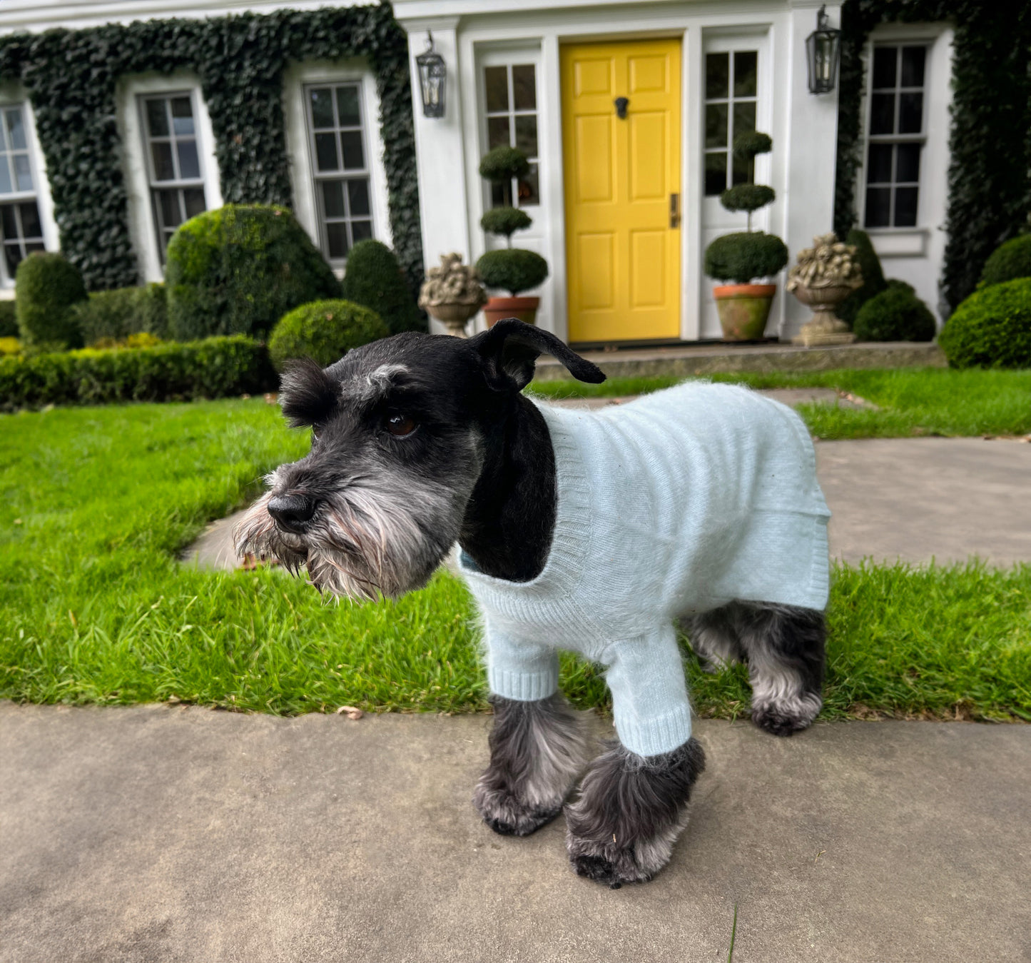 Cashmere Dog Sweater - Light Pink and Blue Sonia Sweater