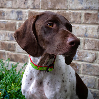 Christmas - Holiday Collar - Candy Cane Dog Collar