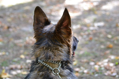 Dog Collar - Training Collar - Martingale Collar - Training Collar - 3 Color Options