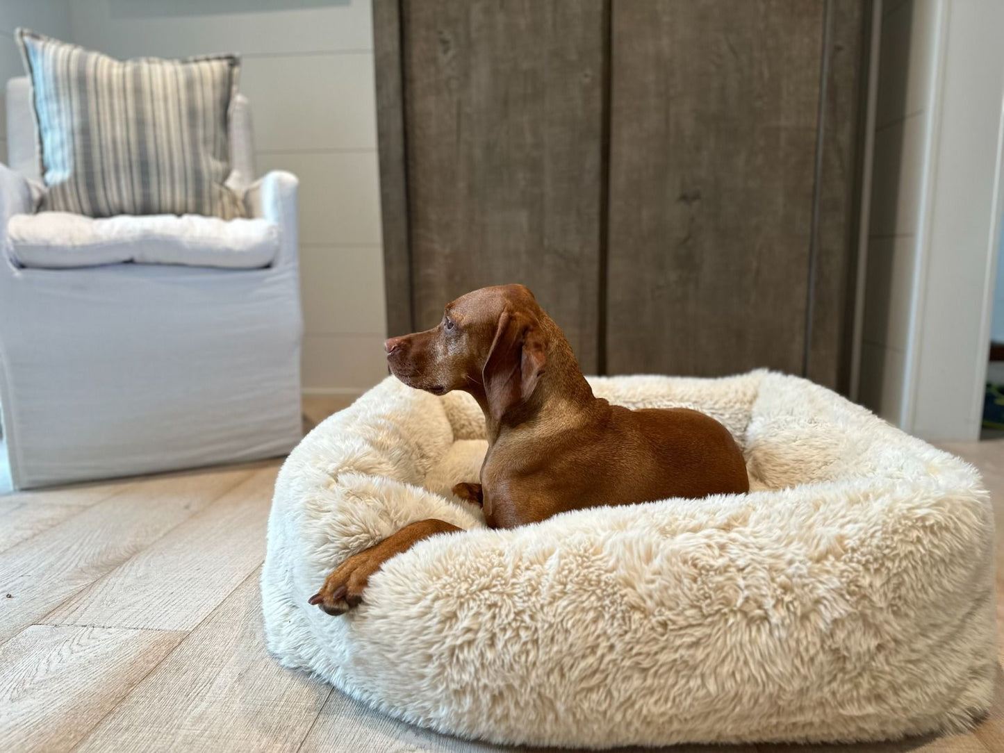 Lounger - The Franklin Fluffernutter - Dog Bed