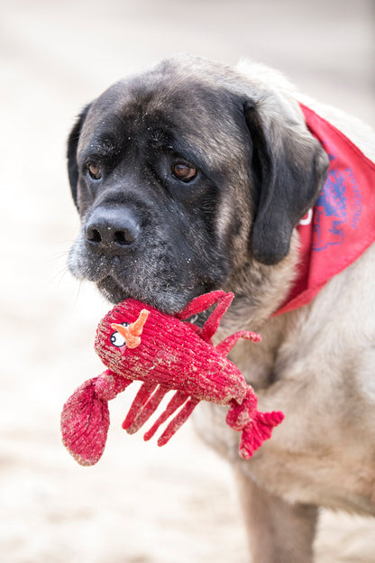 Knottie McCracken Lobster Toy - Dog Toy - Durable Toy - 2 Sizes