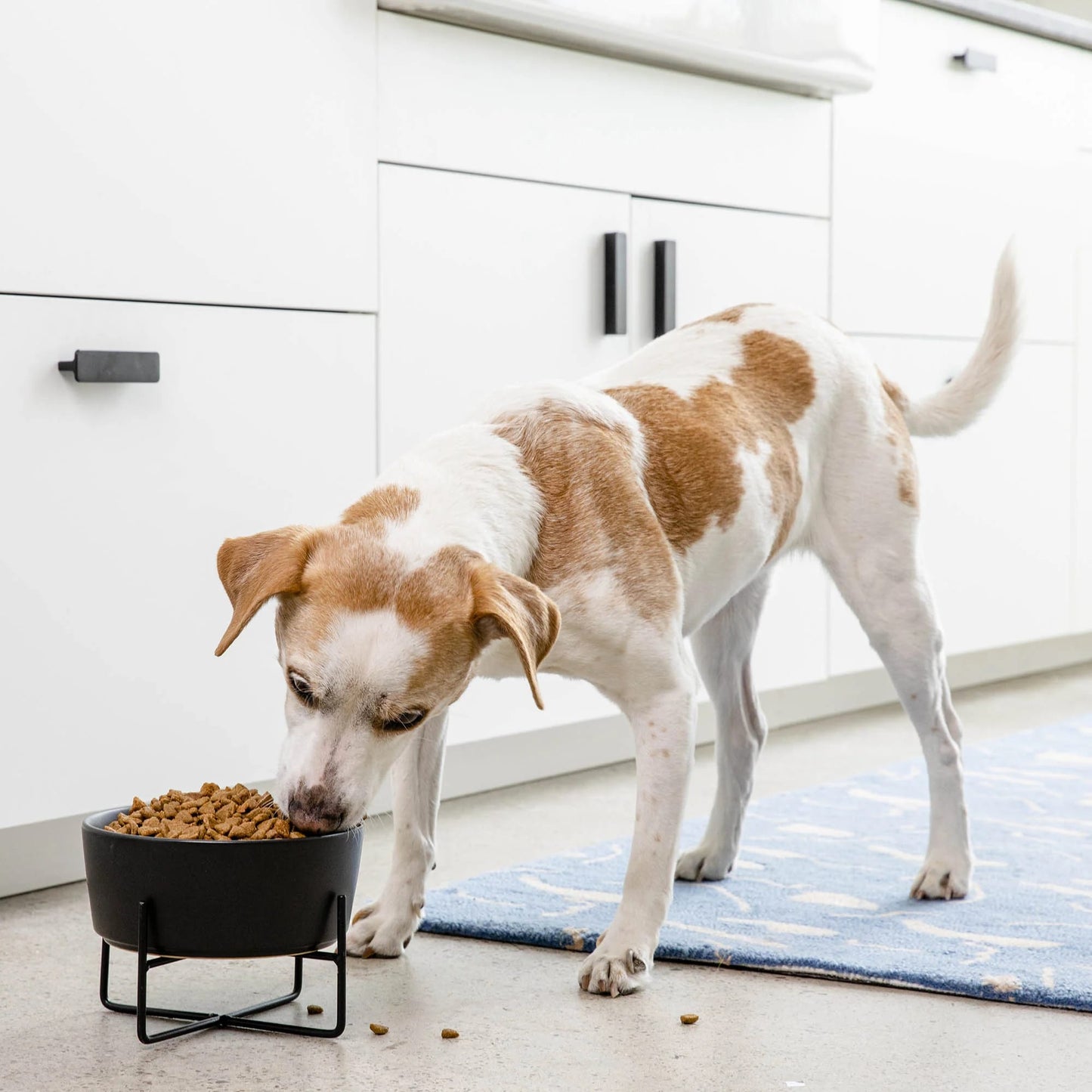 Simple Solid Dog Bowl w/Stand + Bowl - 2 color option