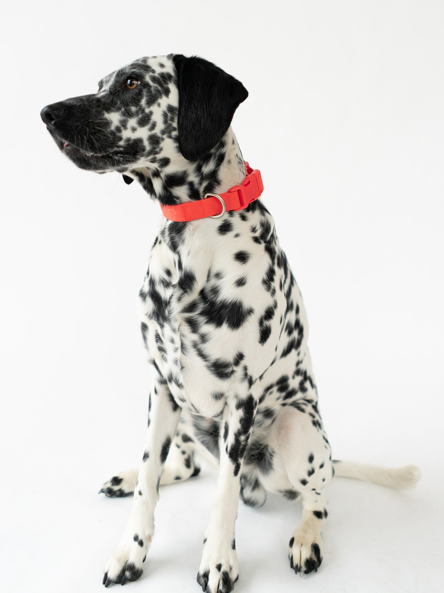 Poly Flex Dog Collar - 2 color option