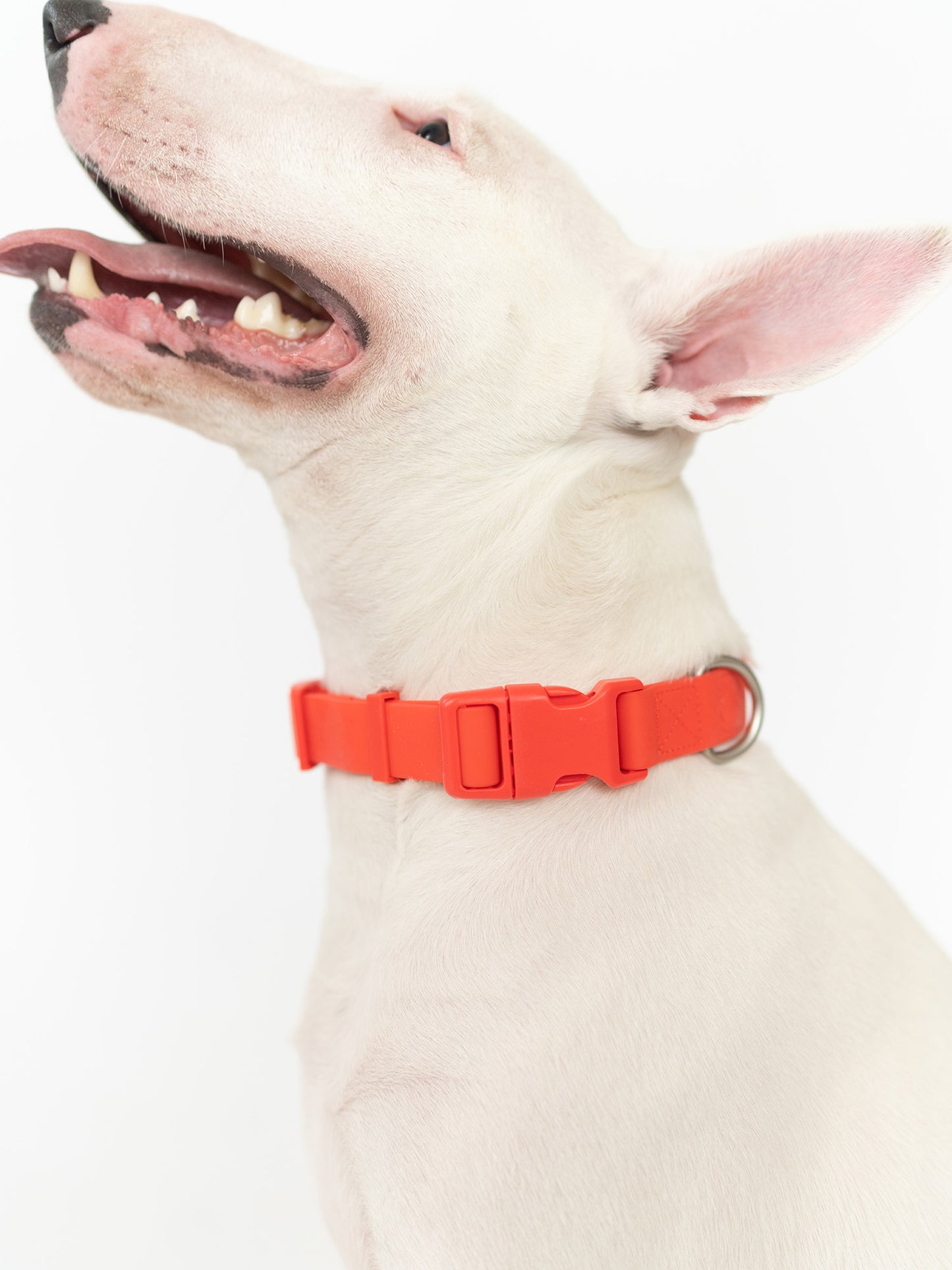 Poly Flex Dog Collar - 2 color option