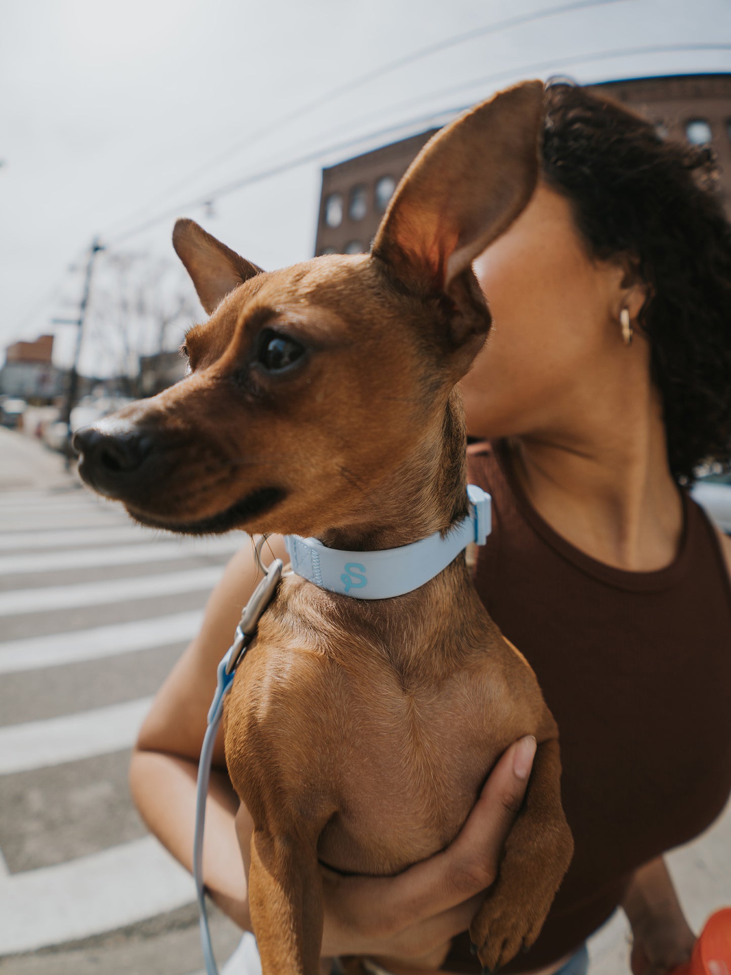 Poly Flex Dog Collar - 2 color option