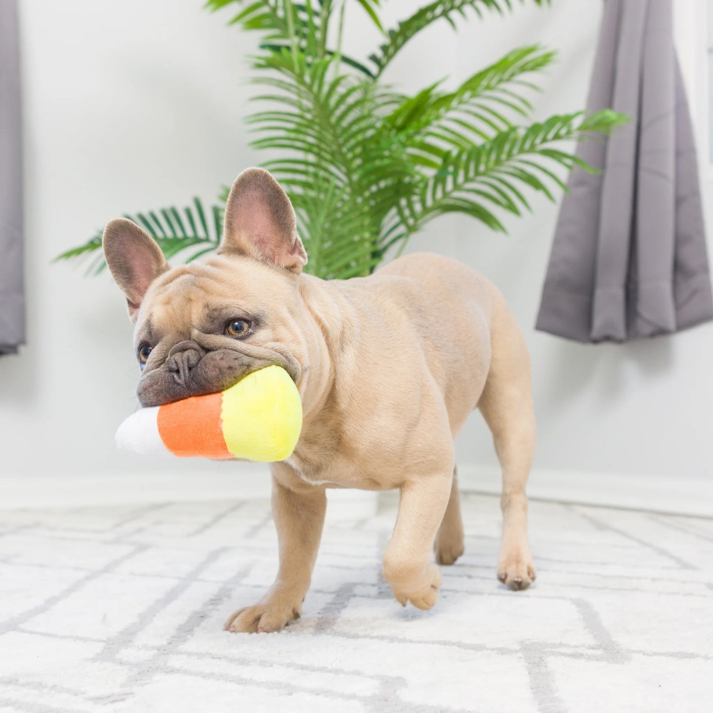 Halloween - Mini Witch's Individual Harvest Dog Toys