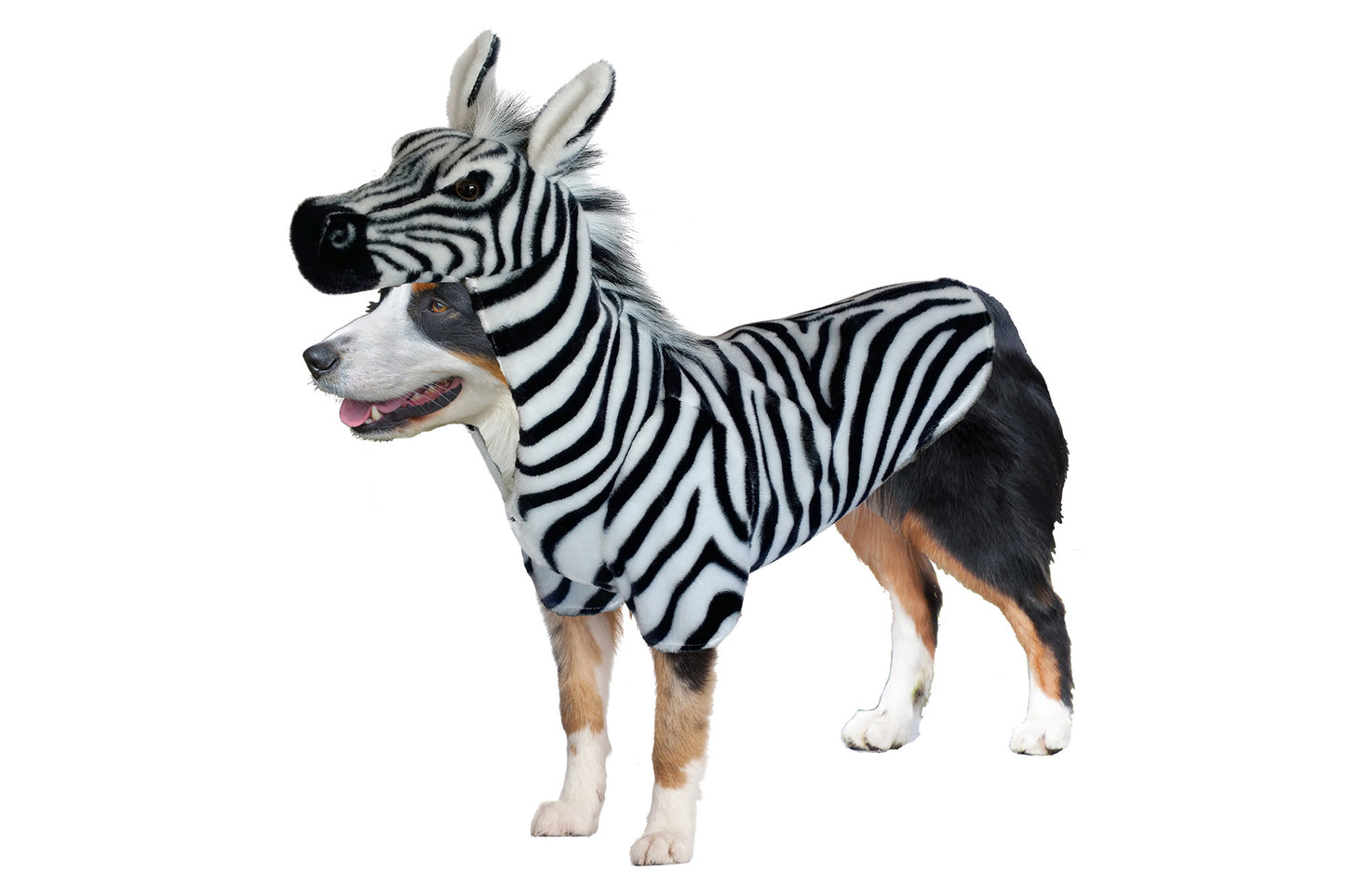 Dog Halloween Costumes | Zebra