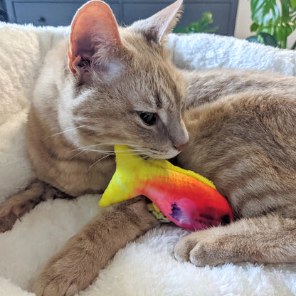 Cat Toy - Rainbow Guppy