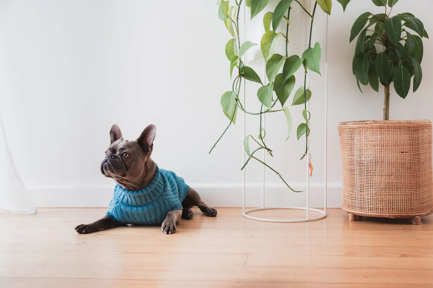 FuzzYard Life Knitted Sweater - French Blue