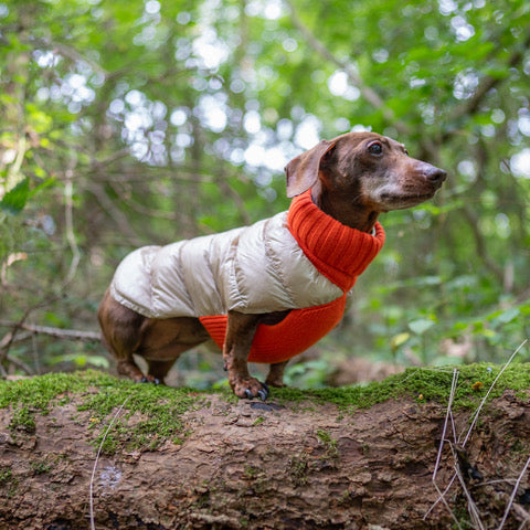 Cashmere/Down - Dog Sweater - Lilly Bird Puffer Sweater - 3 Color Options