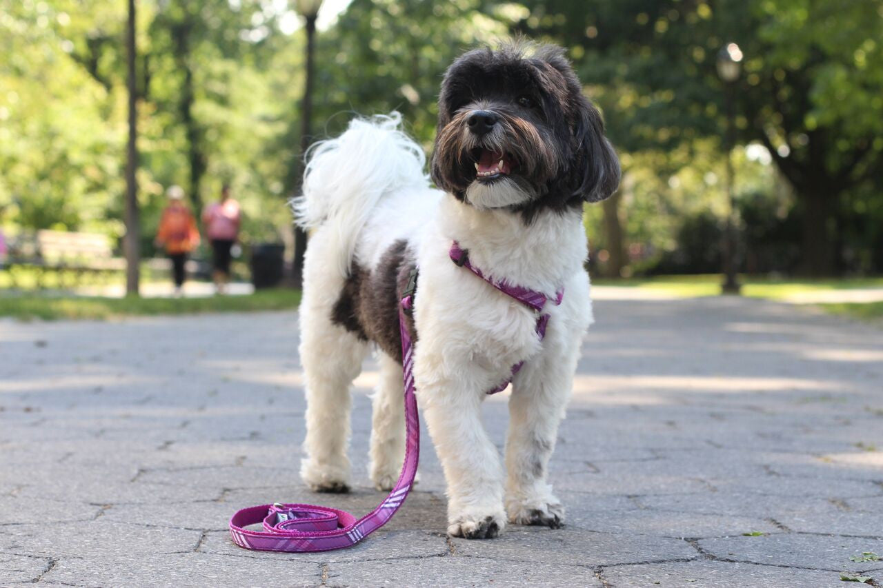 Signature Plaid Harness - 5 Color Options