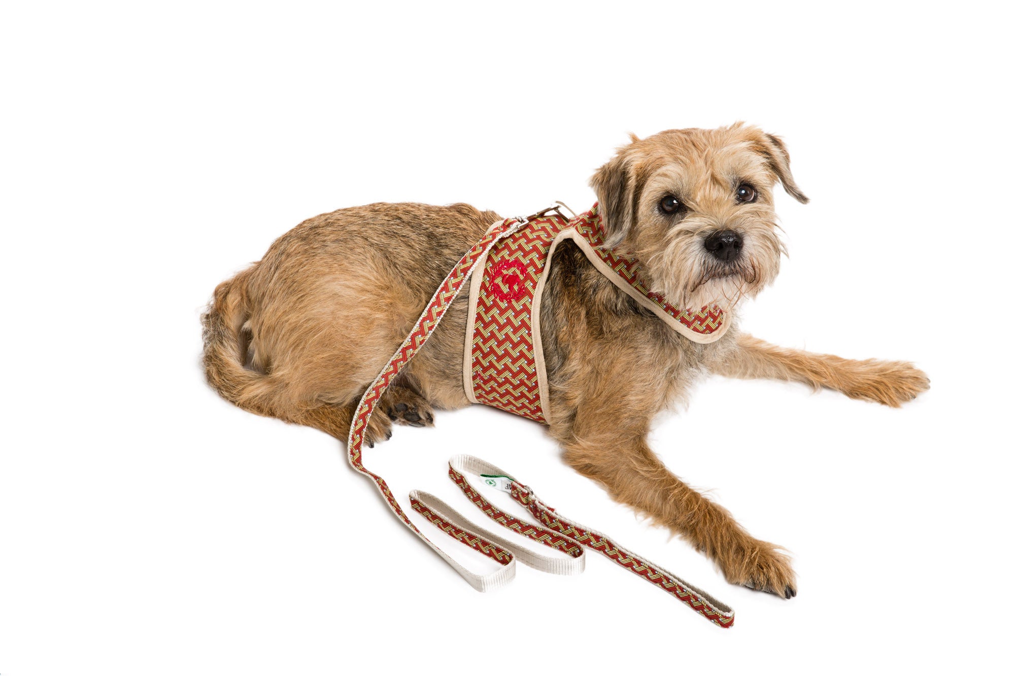 dog body harness