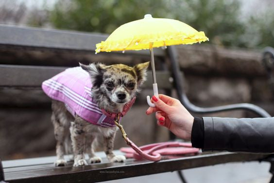 Dog coat with shops umbrella