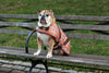 Horse Blanket, Signature Orange Plaid